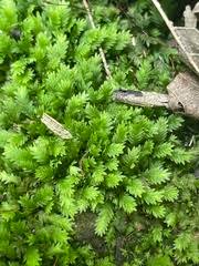 Attēlu rezultāti vaicājumam “Fissidens taxifolius”