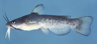 Image result for Platycephalus richardsoni