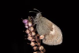 Attēlu rezultāti vaicājumam “Coenonympha pamphilus upperside”