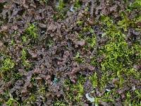 Attēlu rezultāti vaicājumam “Frullania tamarisci macro”