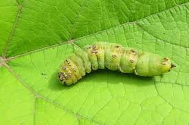Attēlu rezultāti vaicājumam “Sphinx ligustri larva”