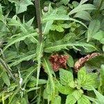 Attēlu rezultāti vaicājumam “Cirsium heterophyllum leaf”