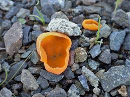 Attēlu rezultāti vaicājumam “Aleuria aurantia”