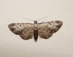 Attēlu rezultāti vaicājumam “Eupithecia succenturiata”