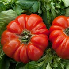 Afbeeldingsresultaat voor marmande jaune tomato