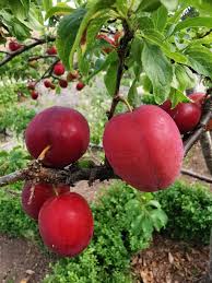 Attēlu rezultāti vaicājumam “Prunus cerasifera fruit”