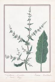 Attēlu rezultāti vaicājumam “Rumex maritimus”