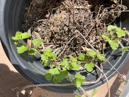 Attēlu rezultāti vaicājumam “Veronica scutellata bud”