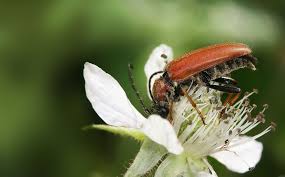 Attēlu rezultāti vaicājumam “Leptura rubra”