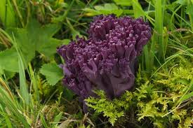 Attēlu rezultāti vaicājumam “Clavaria zollingeri”