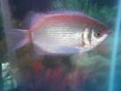 most unique fish
