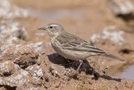 Image result for Anthus spinoletta