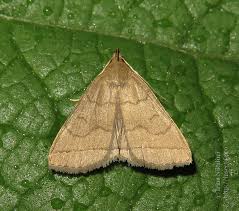 Attēlu rezultāti vaicājumam “Zanclognatha tarsipennalis”