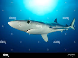 Image result for Prionace glauca