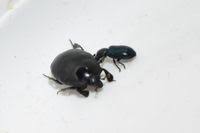 Attēlu rezultāti vaicājumam “Necrobia violacea”