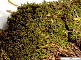 Attēlu rezultāti vaicājumam “Brachytheciastrum velutinum sporophyte”