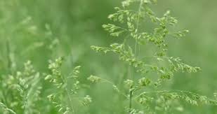 Attēlu rezultāti vaicājumam “Poa compressa”