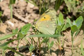 Attēlu rezultāti vaicājumam “Colias croceus underside”