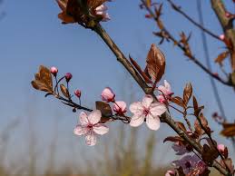 Attēlu rezultāti vaicājumam “Prunus cerasifera”