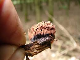 Attēlu rezultāti vaicājumam “Stemonitis lignicola macro”