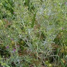 Attēlu rezultāti vaicājumam “Geranium dissectum”