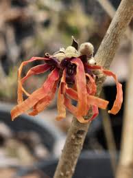 Attēlu rezultāti vaicājumam “Hamamelis japonica bud”