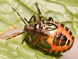 Attēlu rezultāti vaicājumam “Troilus luridus”