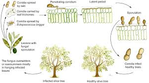 Attēlu rezultāti vaicājumam “Oligia sp.”