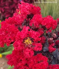 Image result for Lagerstroemia