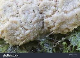 Attēlu rezultāti vaicājumam “Reticularia lycoperdon spores”