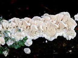 Attēlu rezultāti vaicājumam “Antrodiella”