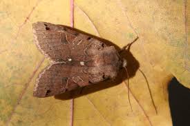 Attēlu rezultāti vaicājumam “Agrochola litura”