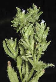 Attēlu rezultāti vaicājumam “Anchusa arvensis flower”