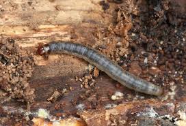 Attēlu rezultāti vaicājumam “Proutia betulina larva”