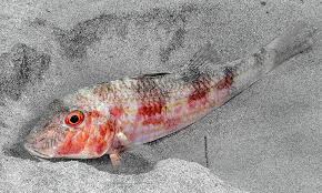 Image result for Mullus surmuletus