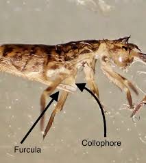 Attēlu rezultāti vaicājumam “Orchesella sp.”