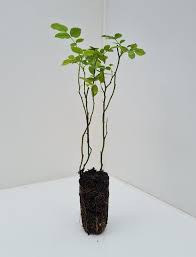 Image result for Rosa canina