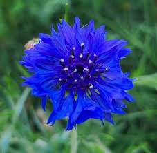 Attēlu rezultāti vaicājumam “Cyanus segetum flower”