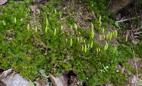 Attēlu rezultāti vaicājumam “Bryum pallescens sporophyte”