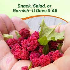 Attēlu rezultāti vaicājumam “Chenopodium foliosum fruit”