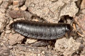 Attēlu rezultāti vaicājumam “Leiodidae larva”