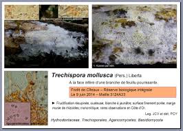 Attēlu rezultāti vaicājumam “Trechispora mollusca”