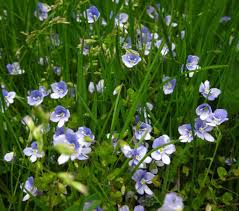 Attēlu rezultāti vaicājumam “Veronica filiformis flower”
