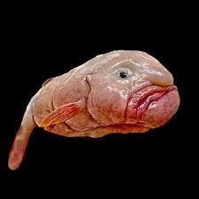 Image result for blobfish