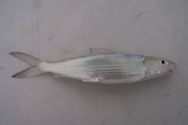 Image result for Albula glossodonta