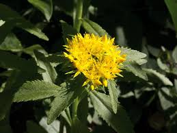 Attēlu rezultāti vaicājumam “Rhodiola rosea flower”