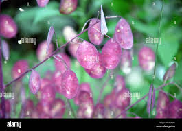 Attēlu rezultāti vaicājumam “Lunaria rediviva fruit”