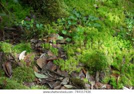 Attēlu rezultāti vaicājumam “Sphagnum girgensohnii”