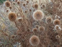 Attēlu rezultāti vaicājumam “Echinops sphaerocephalus flower”