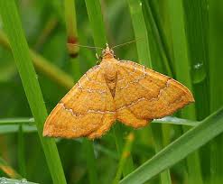 Attēlu rezultāti vaicājumam “Camptogramma bilineata”